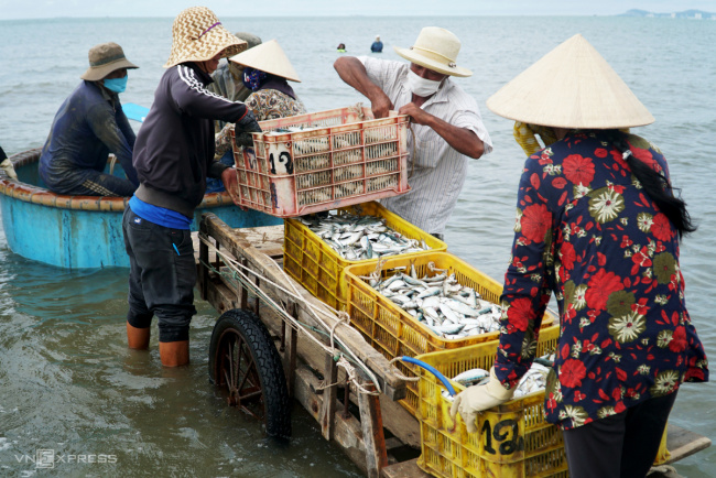 ba ria vung tau, carrying fish for hire, herring, long hai beach, report, carrying hired fish on long hai sea