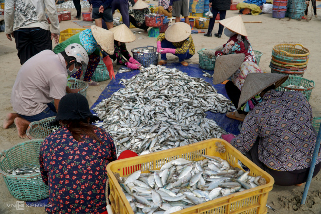 ba ria vung tau, carrying fish for hire, herring, long hai beach, report, carrying hired fish on long hai sea