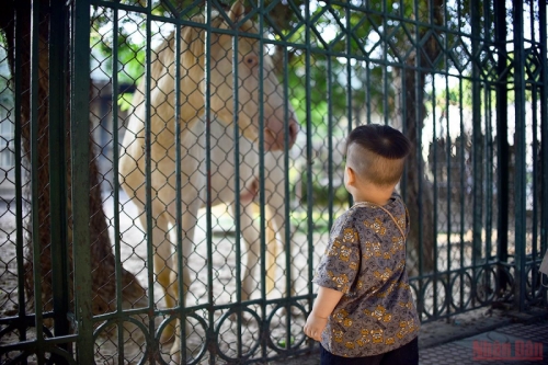 6 bài văn tả cảnh vườn bách thú hay nhất