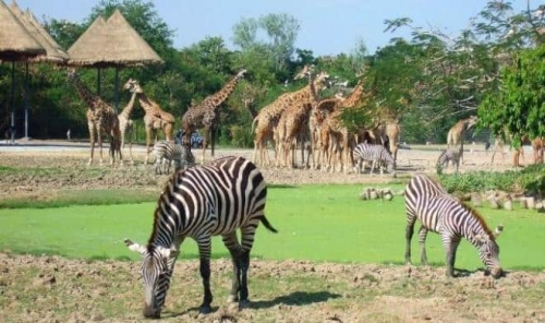 6 bài văn tả cảnh vườn bách thú hay nhất