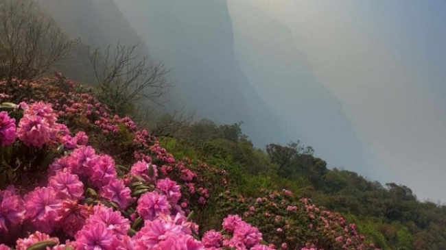 Go to Ta Lien Lai Chau mountain to see the fairy forest, enjoy the blooming azalea season