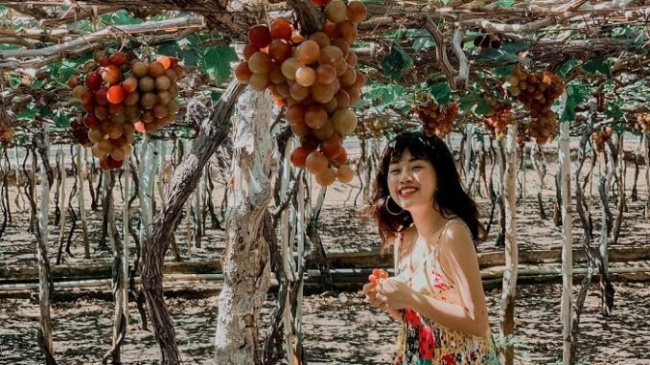 Visit beautiful vineyards in Ninh Thuan for 1 season, photos posted in 4 seasons do not end!