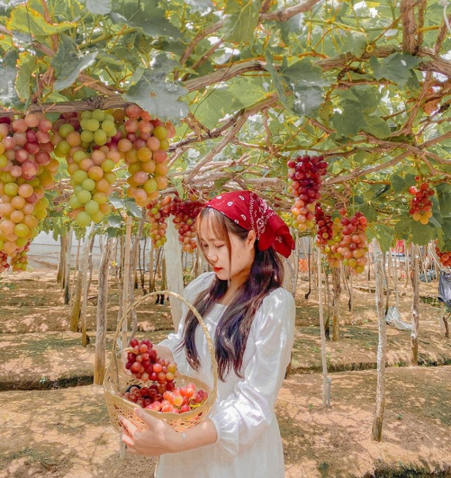 ninh thuận, visit beautiful vineyards, visit beautiful vineyards in ninh thuan for 1 season, photos posted in 4 seasons do not end!