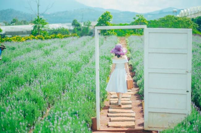 dalat tourist destination, lavender bag of remembrance, lavender field, lavender bag of missing da lat – a place with a beautiful scene like a ‘fairy dream’ in real life