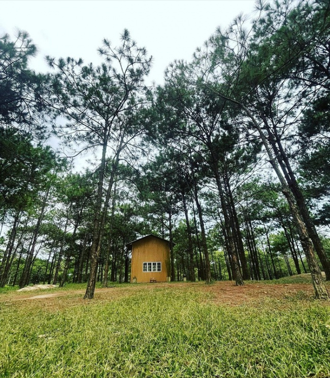 beautiful pine hill, da lat pine forest, lam dong destination, phuong boi pine hill, ‘standing for 5 seconds’ in front of a green, peaceful phuong boi pine hill
