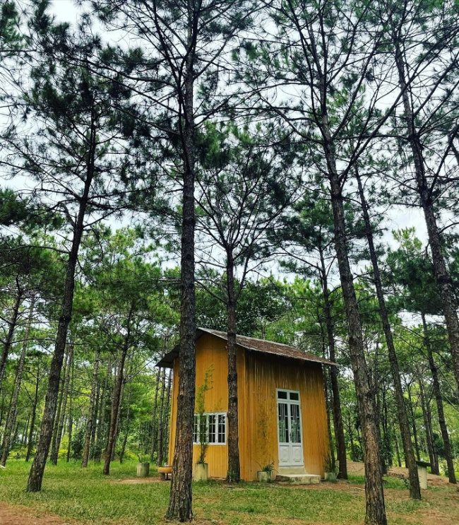 beautiful pine hill, da lat pine forest, lam dong destination, phuong boi pine hill, ‘standing for 5 seconds’ in front of a green, peaceful phuong boi pine hill