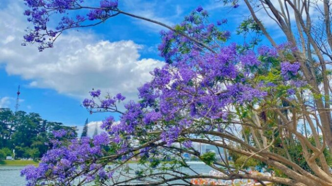 dalat tourist destination, south african purple phoenix flower, visit dalat, pocket the places to see purple phoenixes in da lat that are enchanting, note them down to check-in right away 