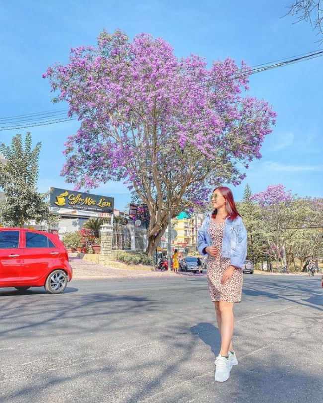 dalat tourist destination, south african purple phoenix flower, visit dalat, pocket the places to see purple phoenixes in da lat that are enchanting, note them down to check-in right away 