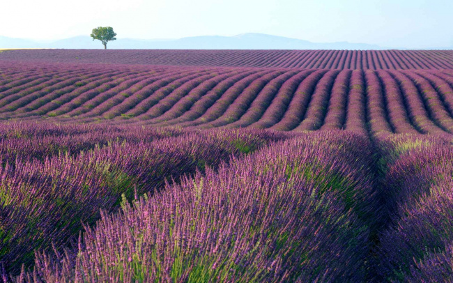 chìm đắm trong sắc tím vào mùa hoa lavender ở nhật bản