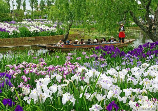 6 Lễ hội Hoa làm cho mùa Hè Nhật Bản Thêm rực rỡ