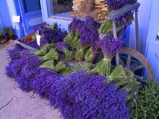đắm mình trong mùa hoa lavender ở provence