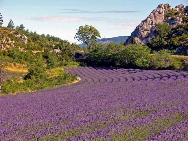 đắm mình trong mùa hoa lavender ở provence