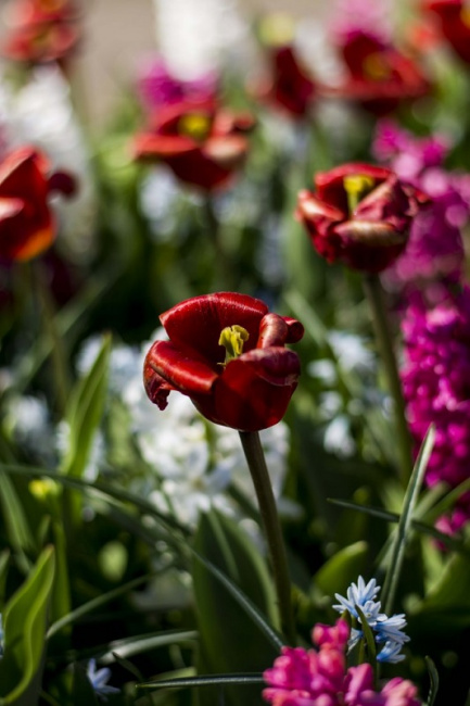 khám phá 4 điều thú vị về vườn hoa keukenhof