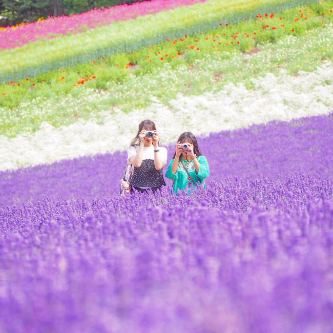 Mùa hoa Oải Hương Đầy nhung nhớ ở Trang Trại TOMITA