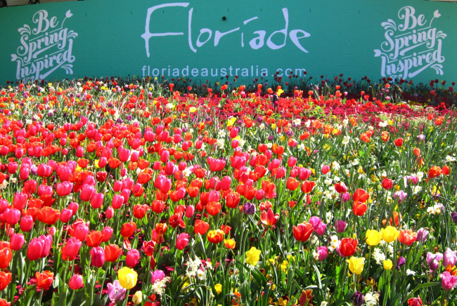 đi tìm nàng thơ nước úc mùa lễ hội hoa floriade