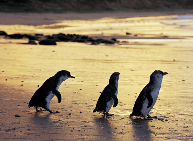 ngỡ ngàng vẻ đẹp đảo chim cánh cụt nước úc