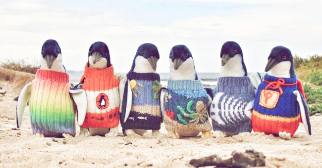 ngỡ ngàng vẻ đẹp đảo chim cánh cụt nước úc