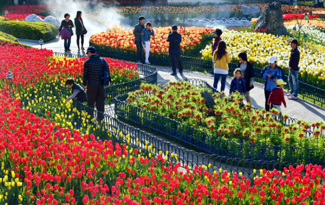 rực rỡ lễ hội hoa tulip tại hàn quốc