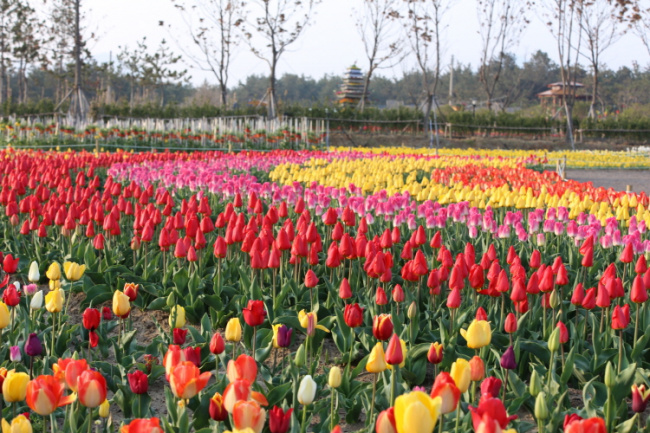 rực rỡ lễ hội hoa tulip tại hàn quốc