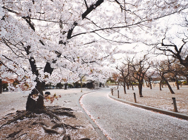 20 điểm ngắm hoa anh đào nổi tiếng trên khắp Nhật Bản bạn không thể bỏ qua (P2)