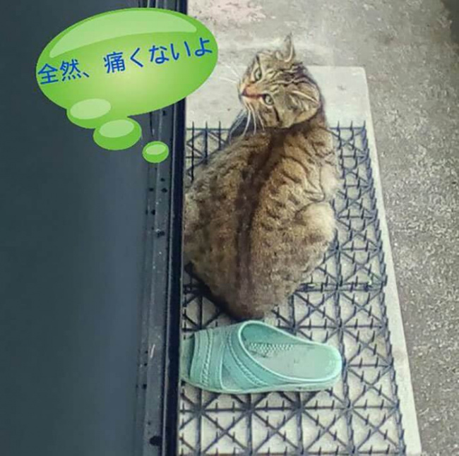 nhật bản, văn hóa, bạn có biết 猫よけ (nekoyoke) thuật xua đuổi hoàng thượng của người nhật?