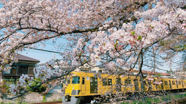 Người Nhật thường làm gì khi đi ngắm hoa anh đào (hanami)?
