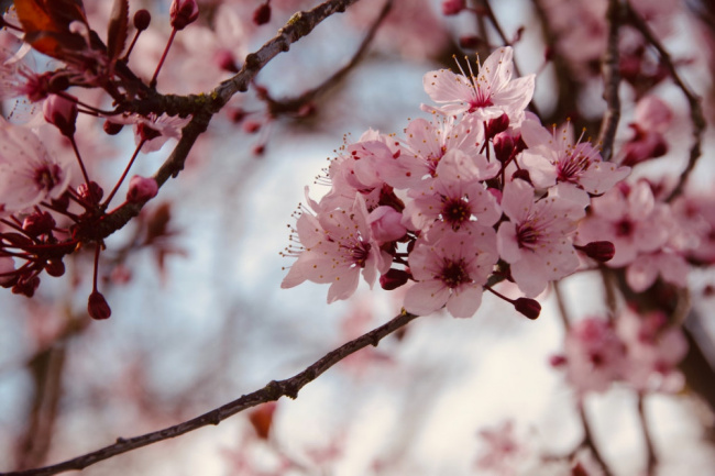 Dị ứng phấn hoa – căn bệnh mùa xuân tại Nhật Bản