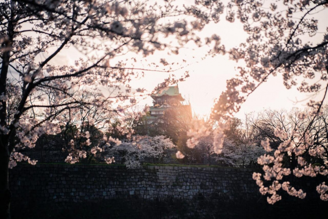 Thưởng thức hoa anh đào (Sakura) tại Nhật như thế nào mới trọn vẹn?