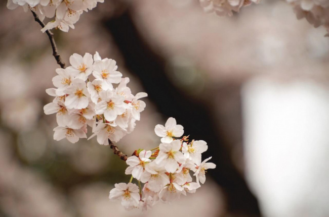 7 Câu hỏi giải đáp về hoa anh đào Nhật Bản