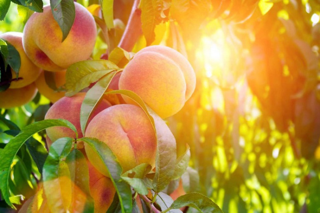 mùa thu hoạch các loại đặc sản trái cây đài loan nổi tiếng