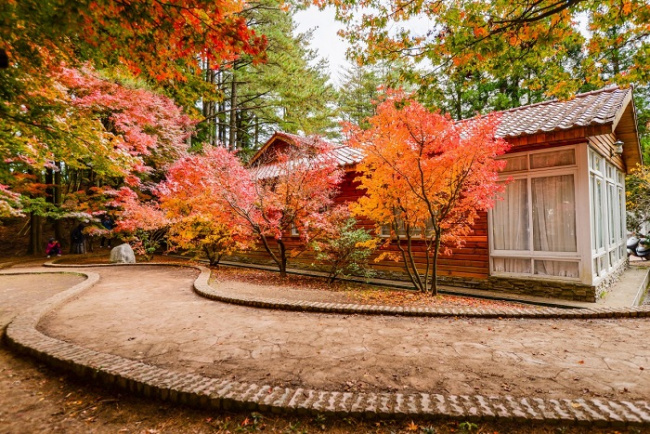đài loan mùa lá đỏ – những địa điểm ngắm lá phong mùa thu