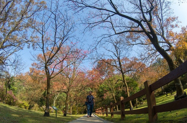 đài loan mùa lá đỏ – những địa điểm ngắm lá phong mùa thu