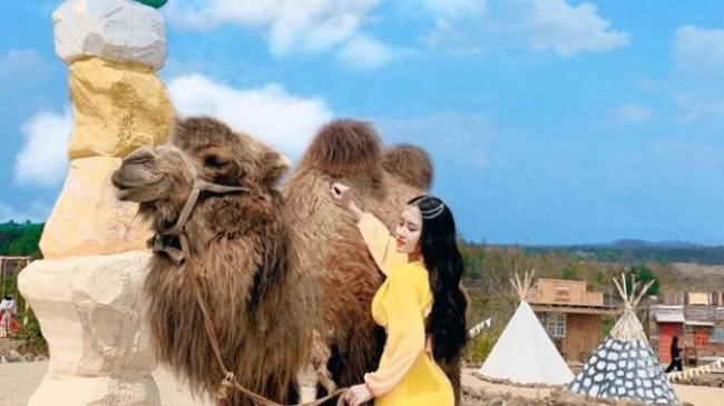 Check in camel farms in Vietnam, get a series of ‘so cute’ photos 