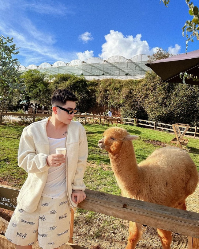 camel farm, vietnam check-in, check in camel farms in vietnam, get a series of ‘so cute’ photos 