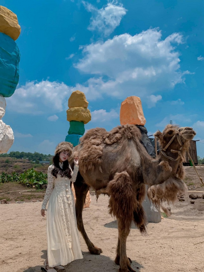 camel farm, vietnam check-in, check in camel farms in vietnam, get a series of ‘so cute’ photos 