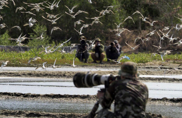 Experience watching and photographing migratory birds in Can Gio