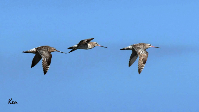 bird photography, can gio, hunting migratory birds in can gio, migratory birds, experience watching and photographing migratory birds in can gio