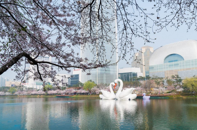 kinh nghiệm du lịch seoul: top 5+ điểm ngắm hoa anh đào đẹp đến ngỡ ngàng