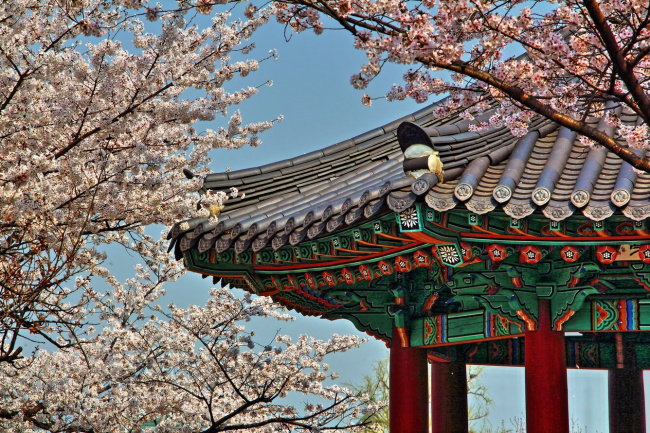 kinh nghiệm du lịch seoul: top 5+ điểm ngắm hoa anh đào đẹp đến ngỡ ngàng