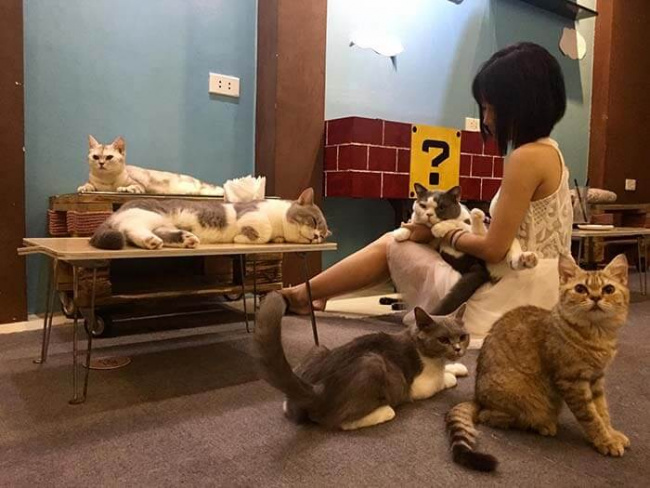 11 quán cafe mèo ở hà nội được yêu thích nhất