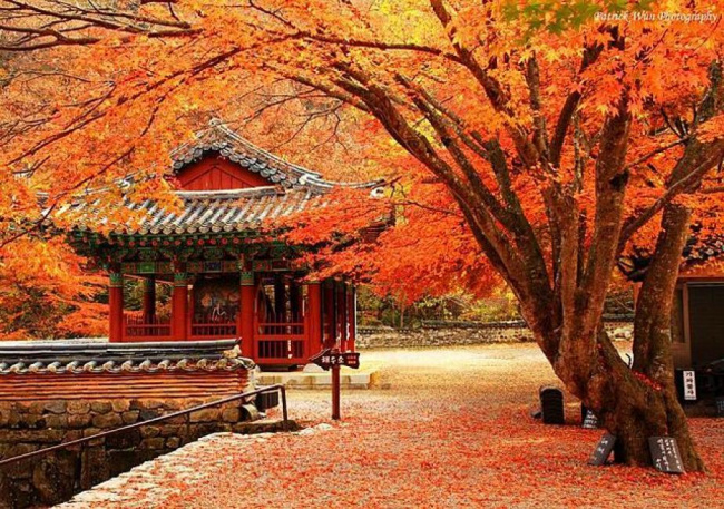 Du lịch Hàn Quốc tháng 10: Xem ngay mặc gì? để đi 4+ Lễ Hội và 5+ Điểm đến cho bạn