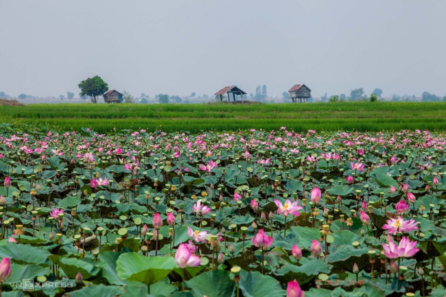 gia lai, gia lai tourism, plateau, lotus fields in full bloom on the plateau