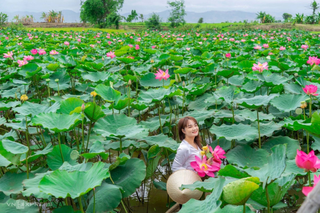 gia lai, gia lai tourism, plateau, lotus fields in full bloom on the plateau