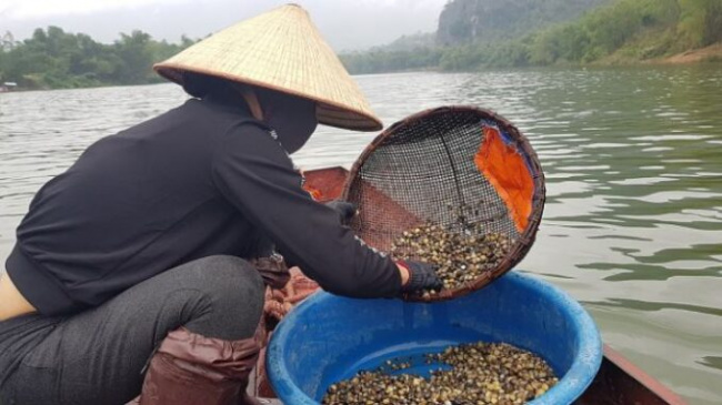 hydroelectric lake bed, make a living on the river, raking mussels on the ma river, sautéed mussels, thanh hoa, rake mussels in the reservoir of hydroelectricity