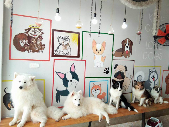 siêu cute với top 4 quán cafe thú cưng đà nẵng
