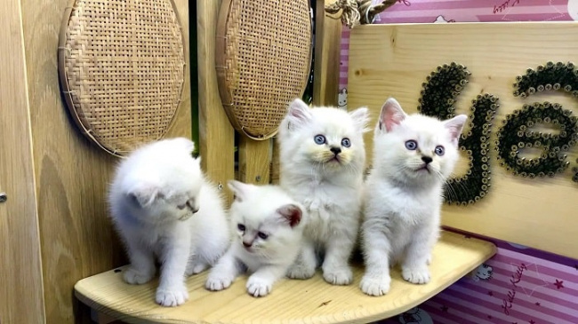 top 10 shop bán mèo đẹp và uy tín tại tphcm