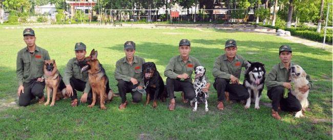 top 10 trường huấn luyện chó cảnh uy tín tại tp.hcm