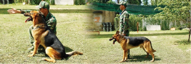 top 10 trường huấn luyện chó cảnh uy tín tại tp.hcm