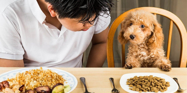 Review top 5 loại thức ăn cho chó nhiều chất dinh dưỡng, ít gây táo bón