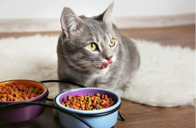 Review top 5 loại thức ăn cho mèo với đầy đủ dưỡng chất cần thiết